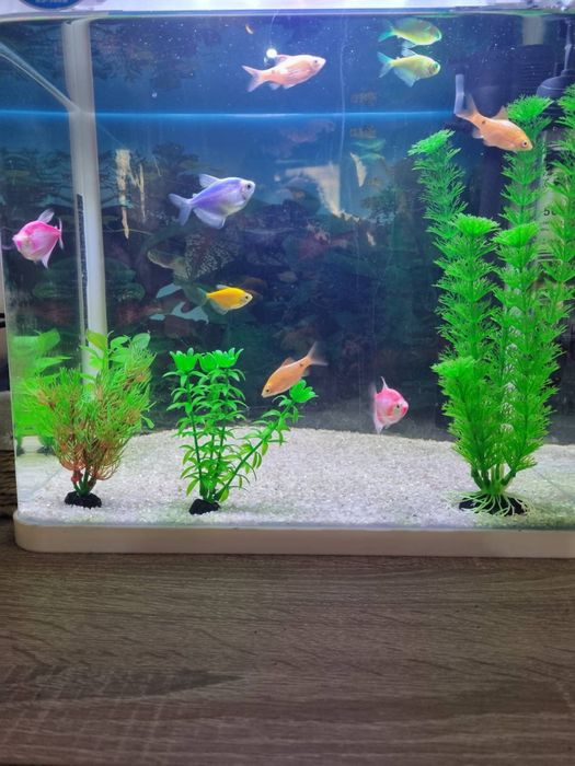 Аквариум с рибки