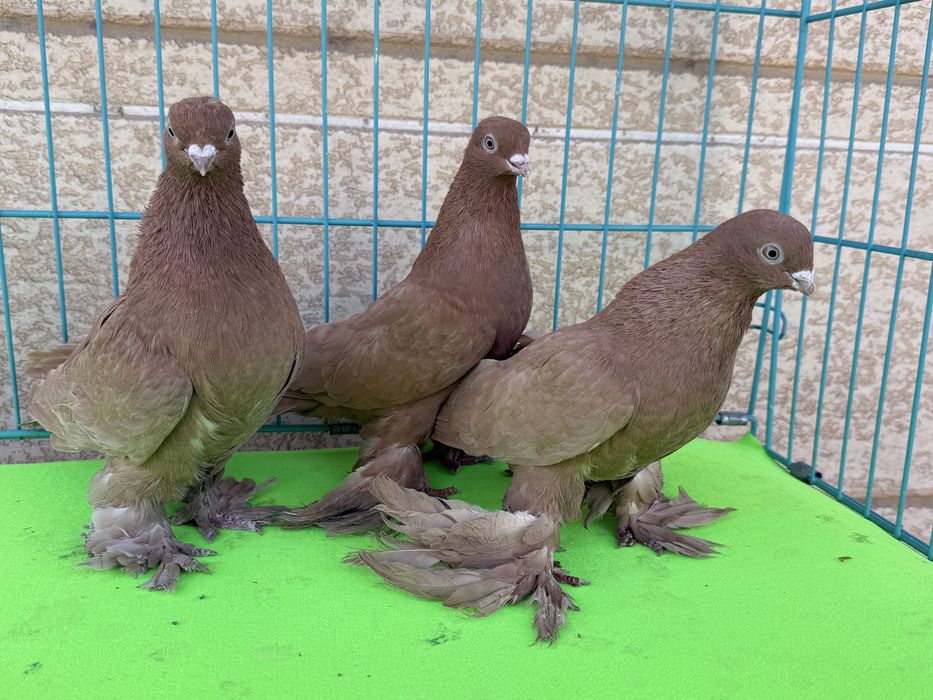 Голуби разных мастей