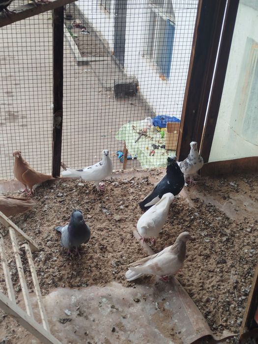 Продам бакинцы по