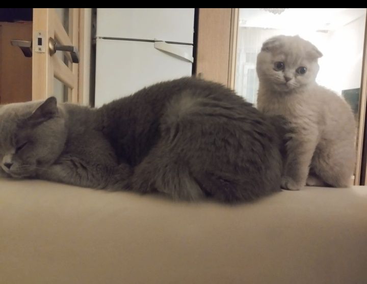 Котенок британка веслоухая