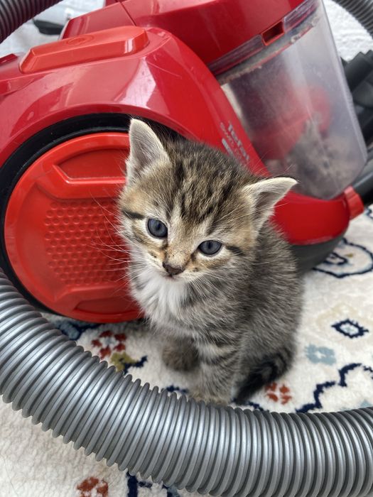 Отдам в добрые руки 2 девочки