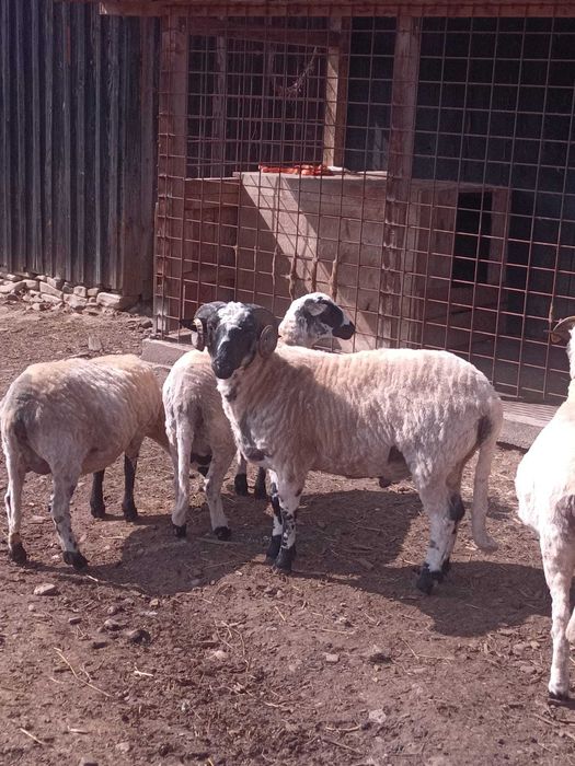 Berbec breaz vârstă 1 an