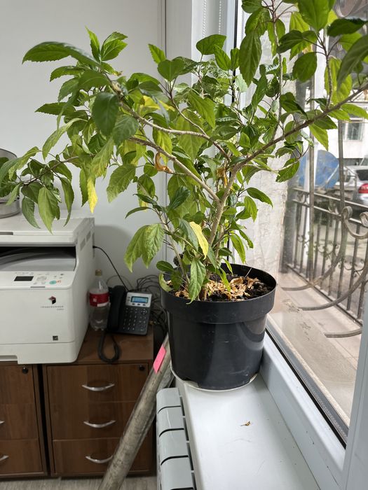 Срочно продам Гибискус (Китайская роза)