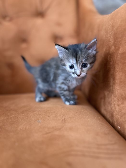 Отдам котенка в добрые руки