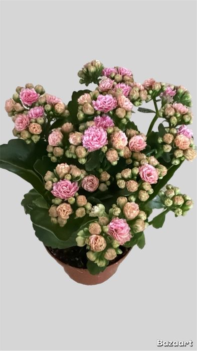 Коланхое цветущий в подарок на 8 марта