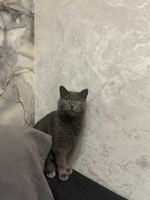 Очаровательная красавица-Лизонька!