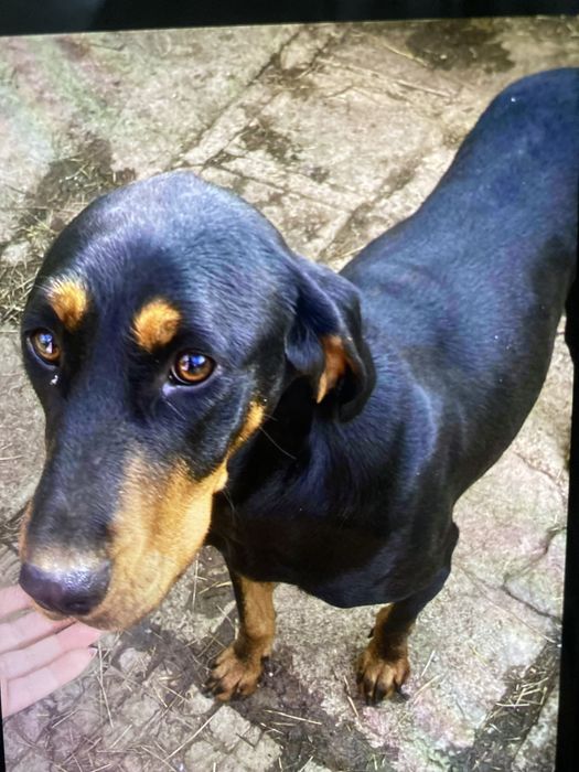 Женско лудогорско гонче