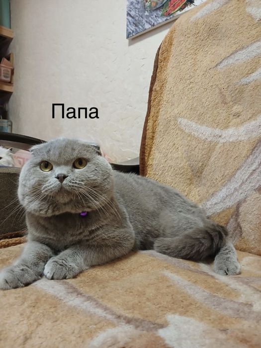 Scottish Fold zotli mushukchalar