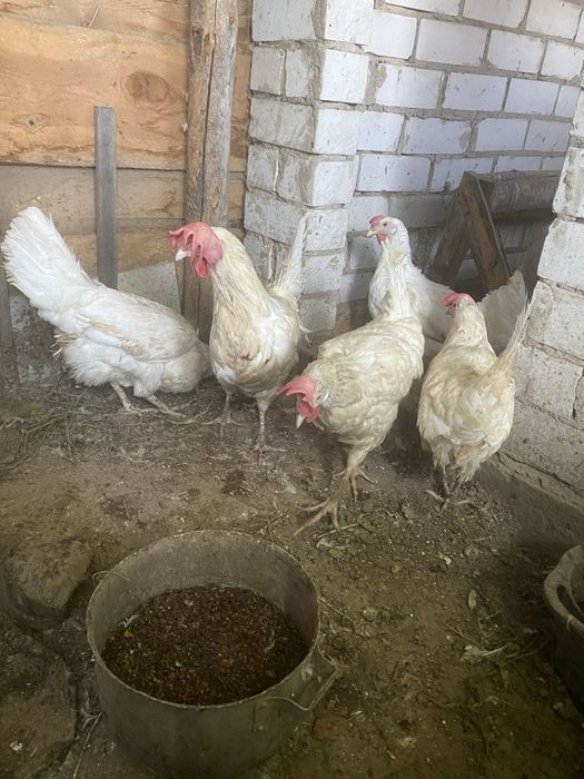 Продам куры несушки домашние