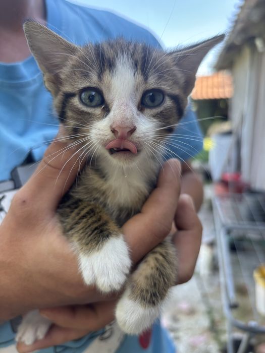 Adoptie pisoiasi
