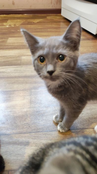 Отдам котят в добрые руки