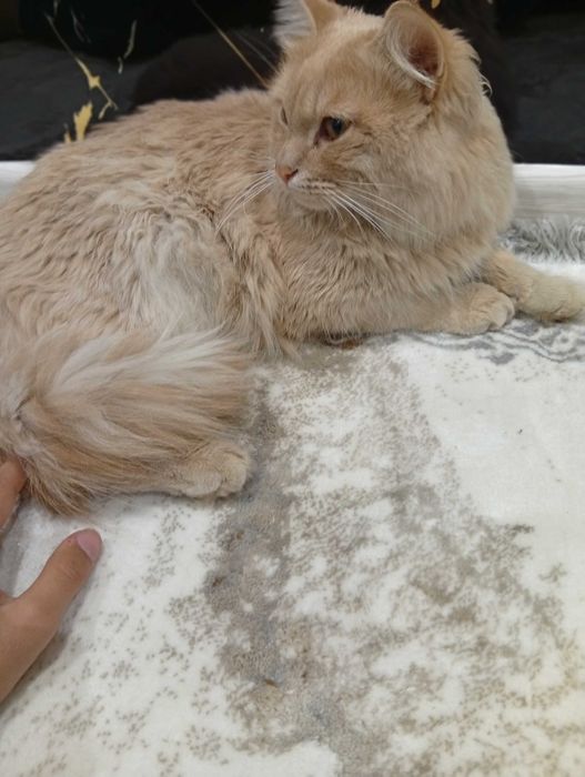 Котёнок добрым рукам