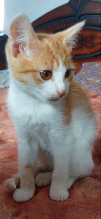 Отдам в добрые руки котенка девочка