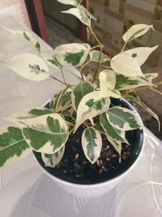 Фикус Бенджамина