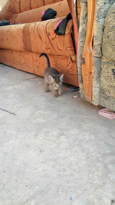 Отдам котят  в добрые руки