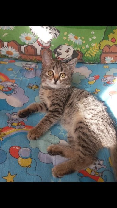 Котята  в добрые руки