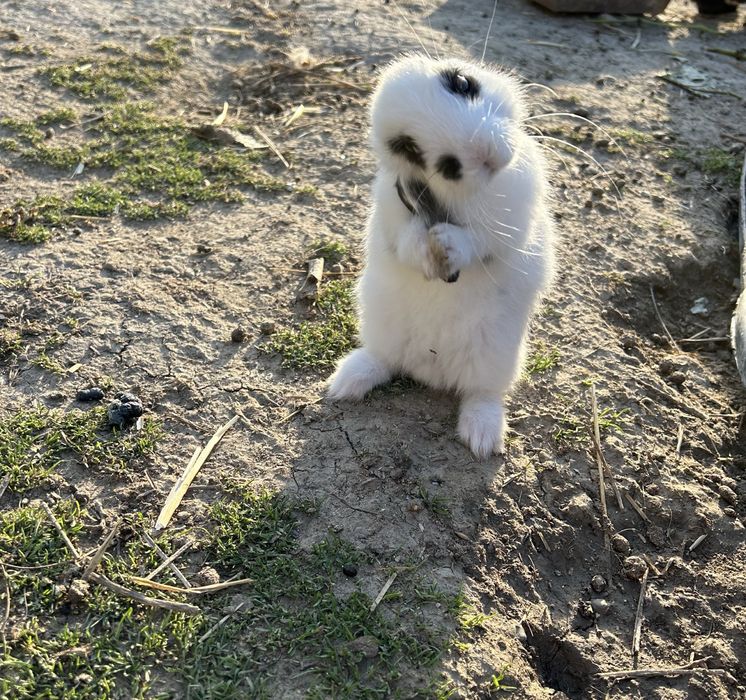 Iepurași de companie