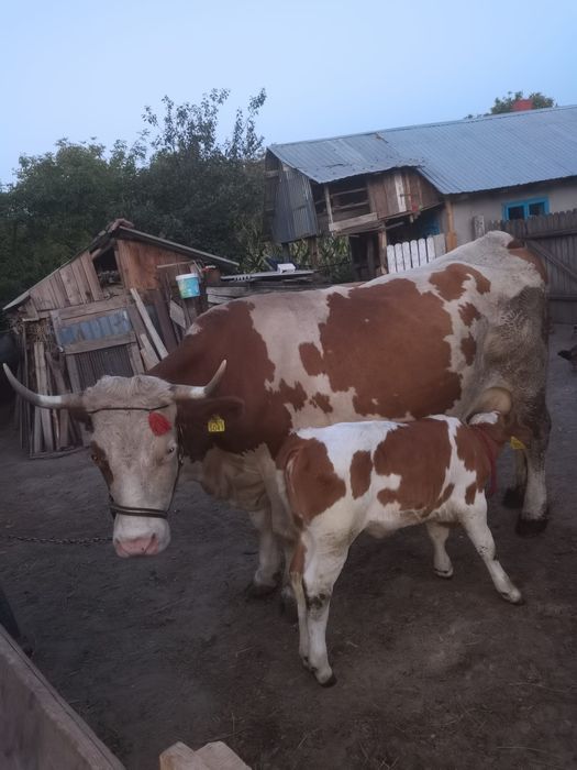 Vacă bălțată recent fatata