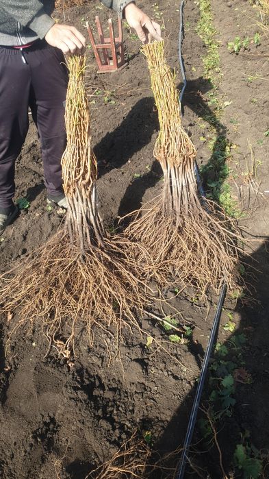 Butasi vita de vie OFERTA