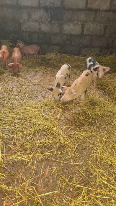 Продам   поросят