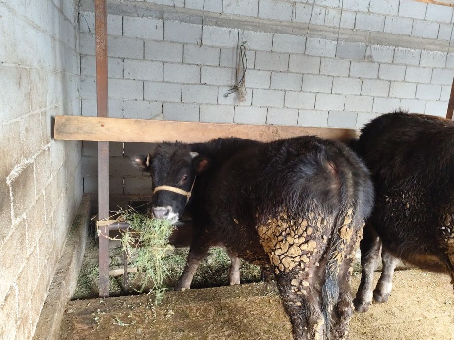 Семіз кунанжын бычок сатылады жемде тур