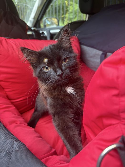 Котенок девочка срочно ищет дом!