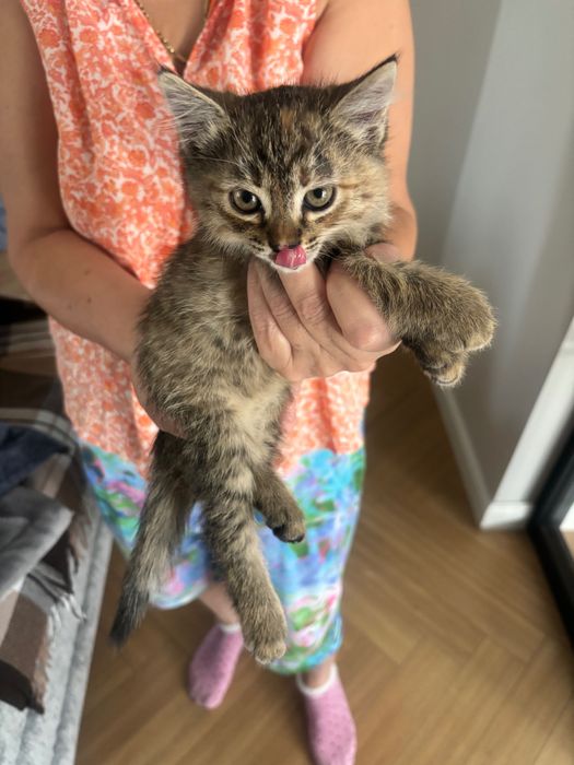 Отдам котенка в хорошие руки