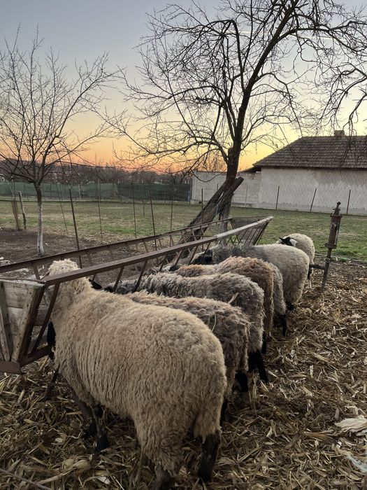 Oi Romanov de vanzare