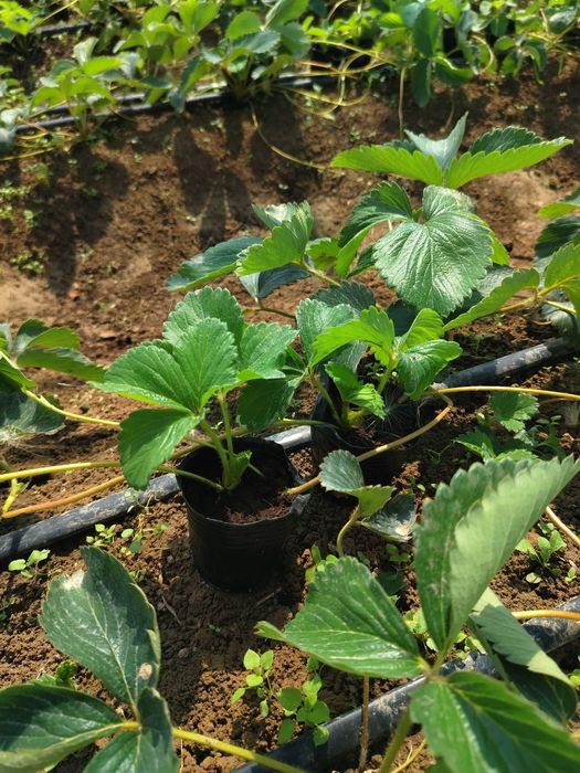 Корейский кулупнай ку́чатлари сотувда