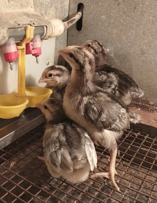 Породистые цыплята