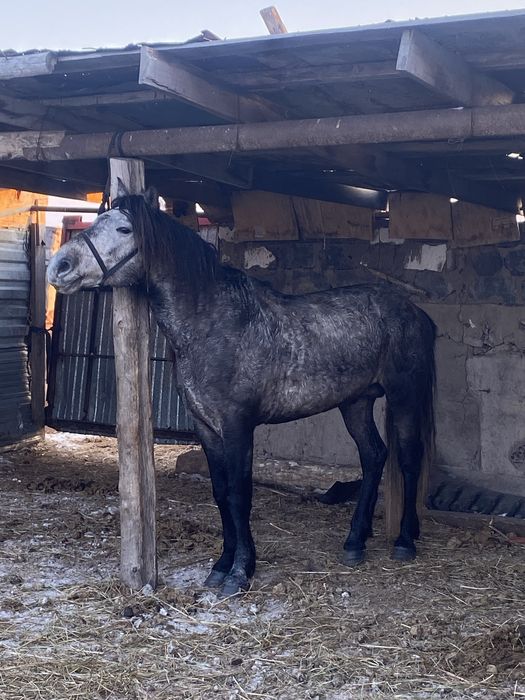 Бес жасар Айғыр сатам аян жорға