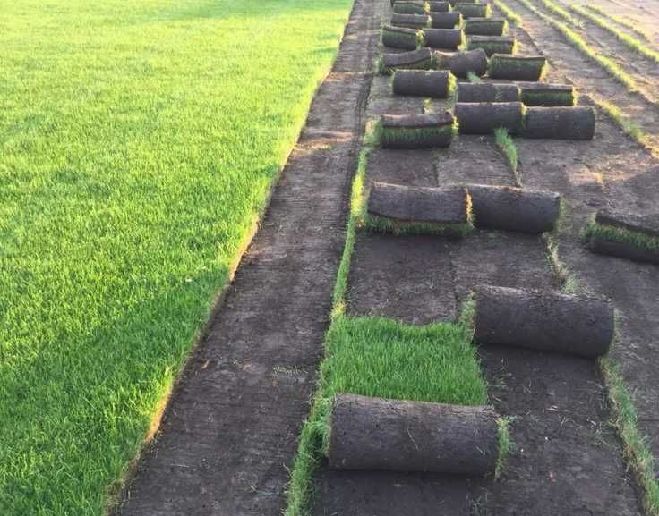 Soluții Verzi pentru Grădină – Gazon de Calitate și Montaj pe Loc