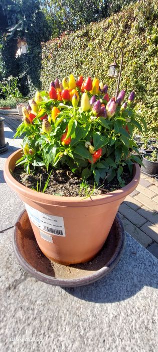 Chili/ardei iuți