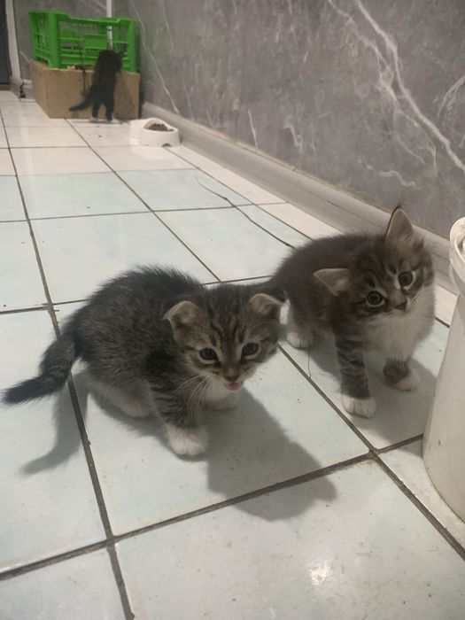Прадается котенки 1 месяц