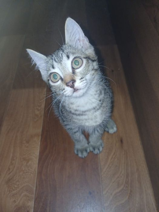 Котят бесплатно, в добрые руки