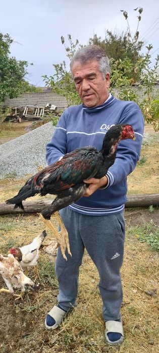 Продаются бойцовые жужики