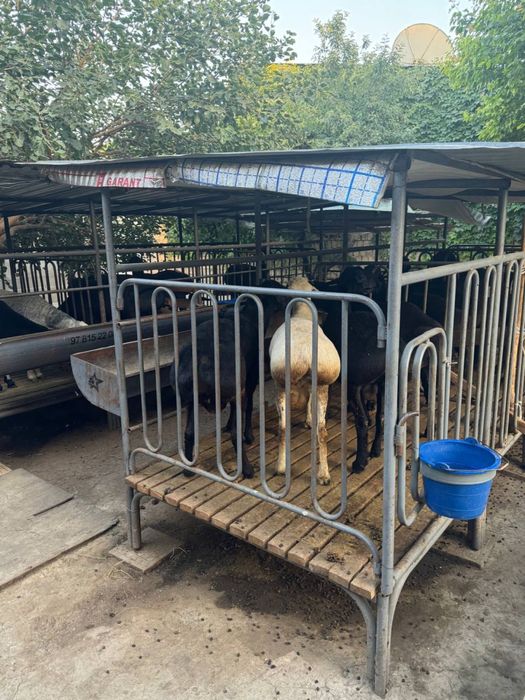 Куй учун ин сотилади