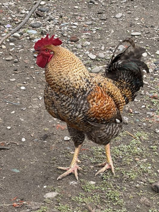 ratoi si cocosi de vanzare