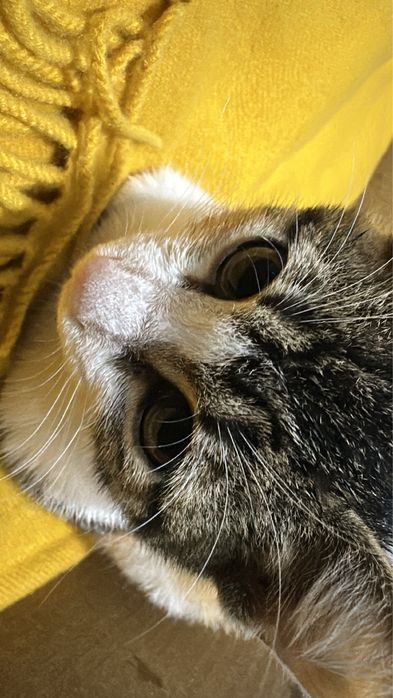 Котенок девочка