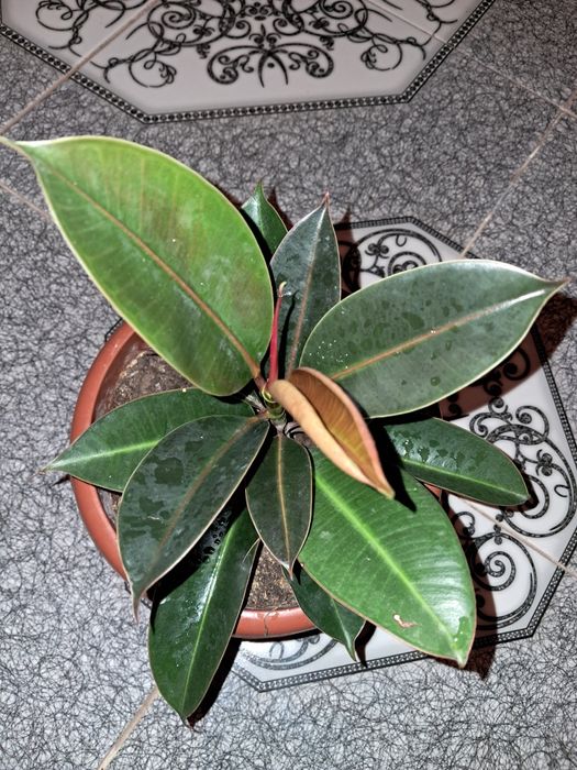 Замиокулькасы Долларовое