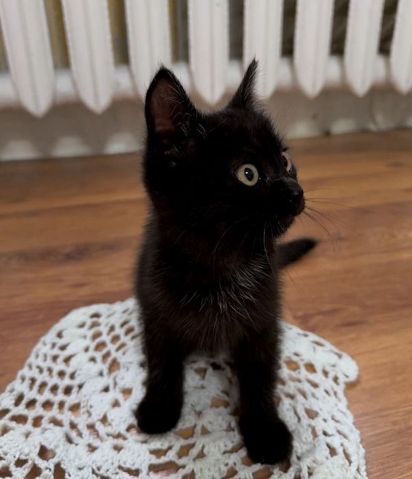 Ищем дом для котят