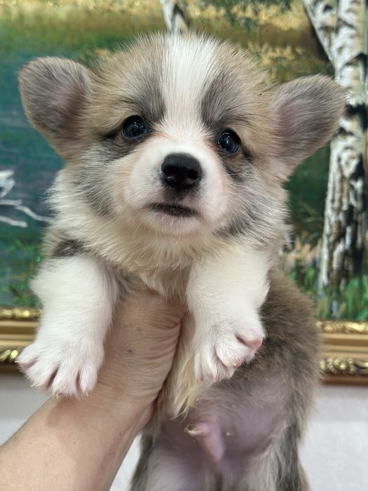 Супер малыши вельш корги