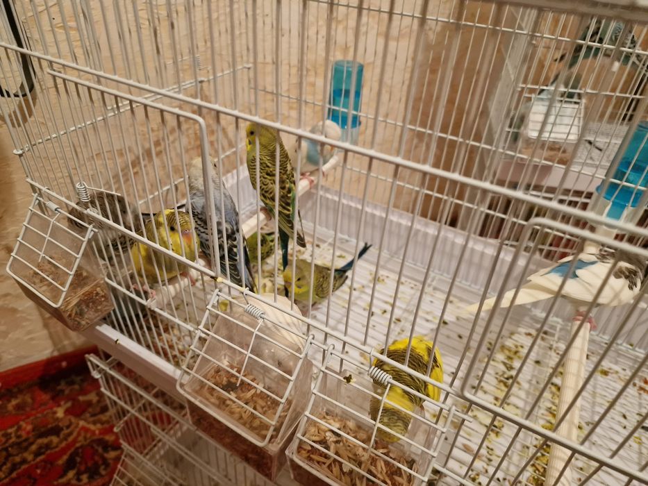 Волнистый попугай