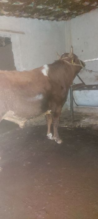 2 жастан аскан 3 бас бұқа сатылады