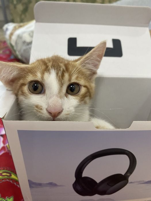 пропал кот рыжий