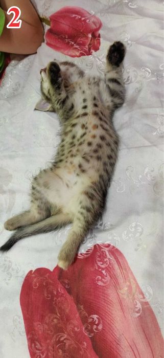 Отдам в хорошие руки