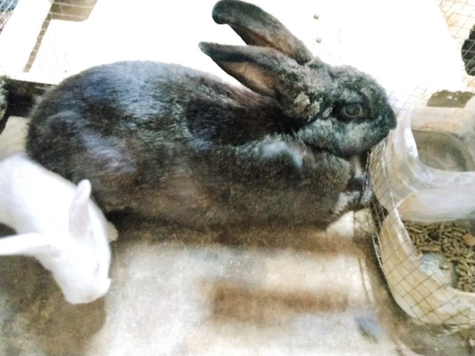 Urgochi velikan quyon