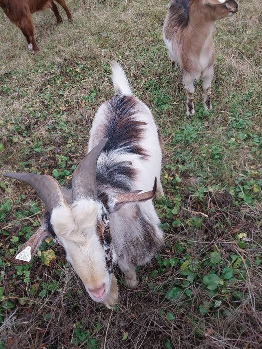 Vând țap sau schimb