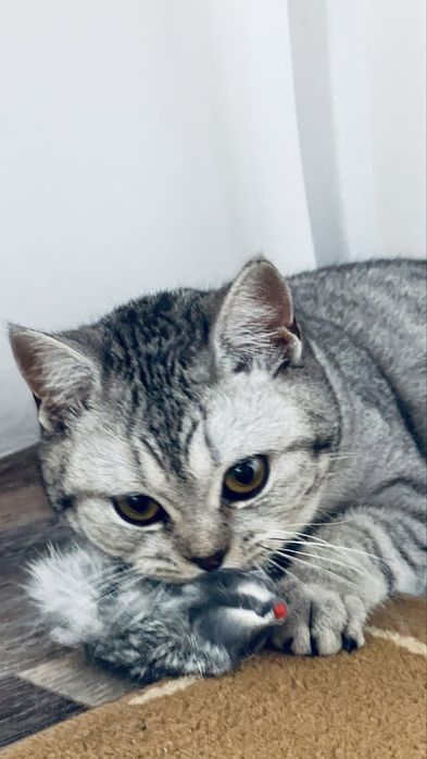 Мысык британка 8 айлык