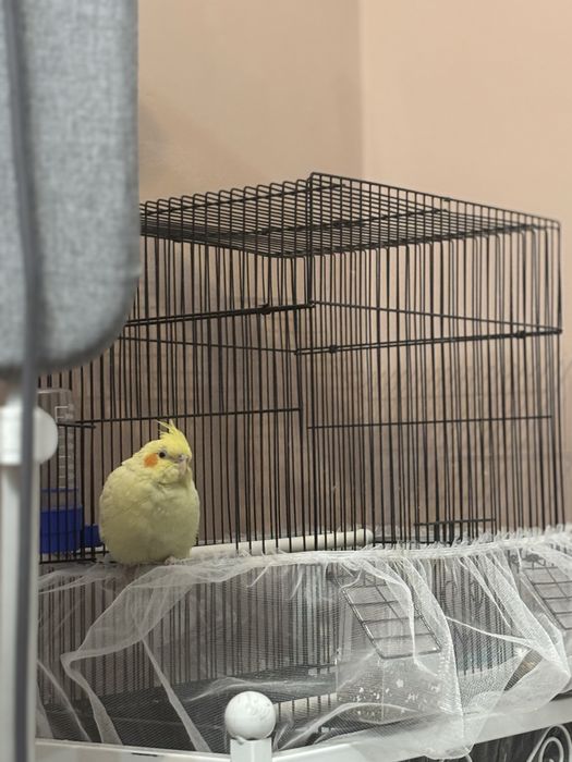 попугай корэлла